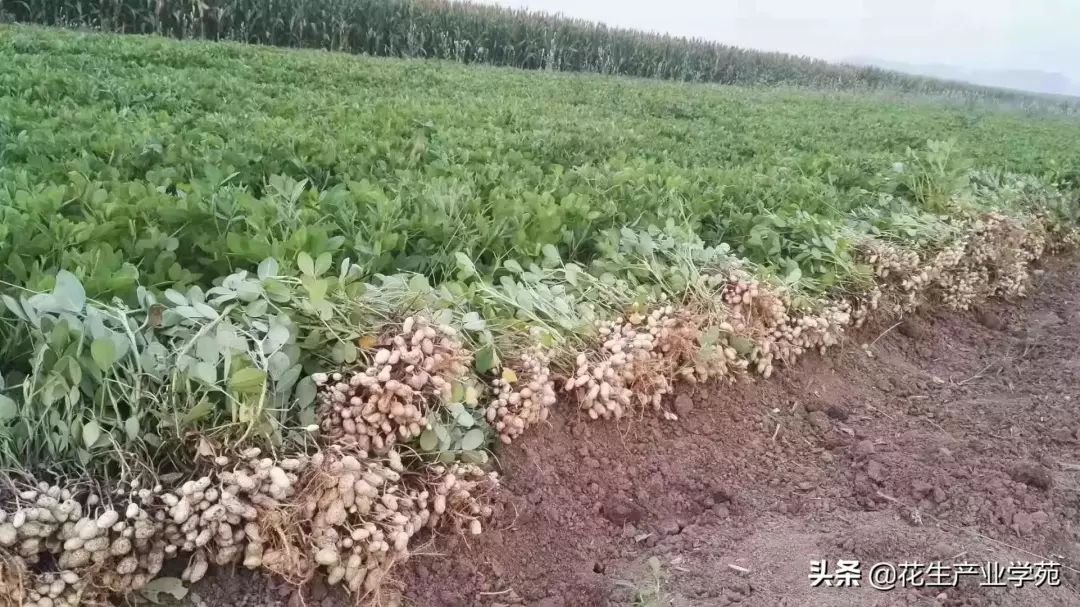 花生价格最新动态，变化中的机遇与励志力量探索