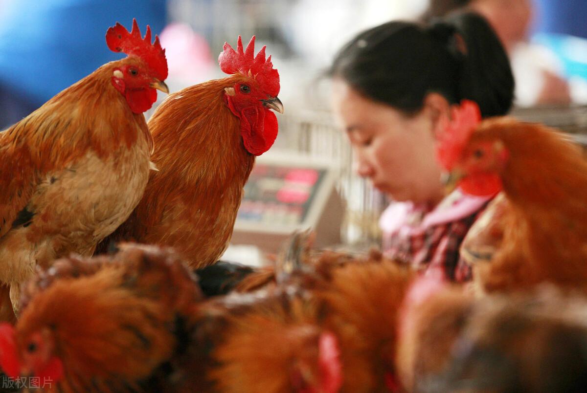 全国今日肉鸡价格行情深度解析与分析预测🌟🐓📊