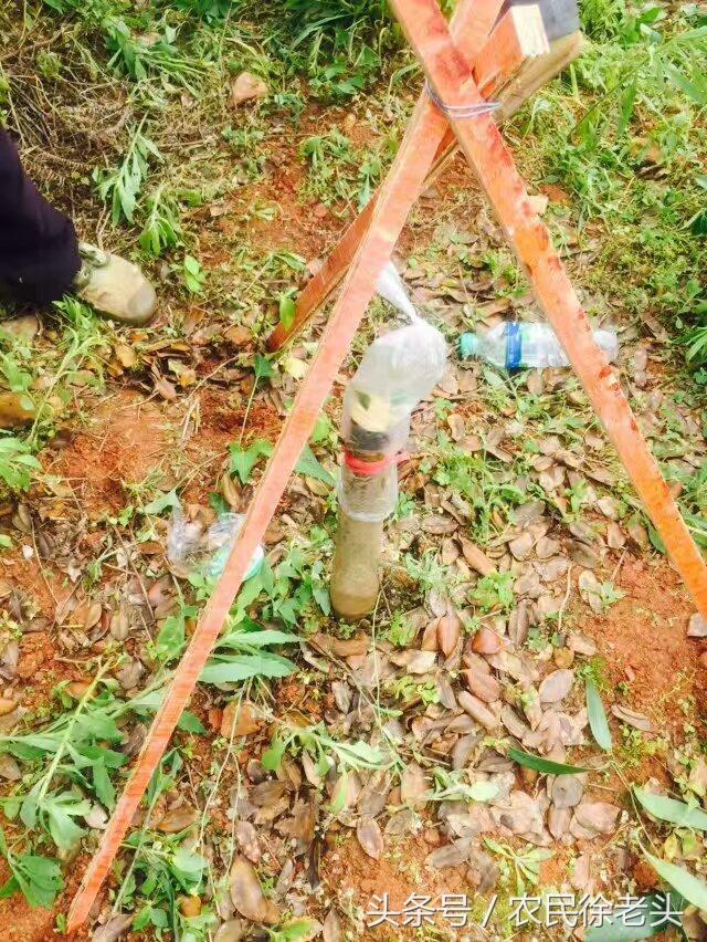 茶油行情，励志奋斗之旅，成就自信与梦想之路