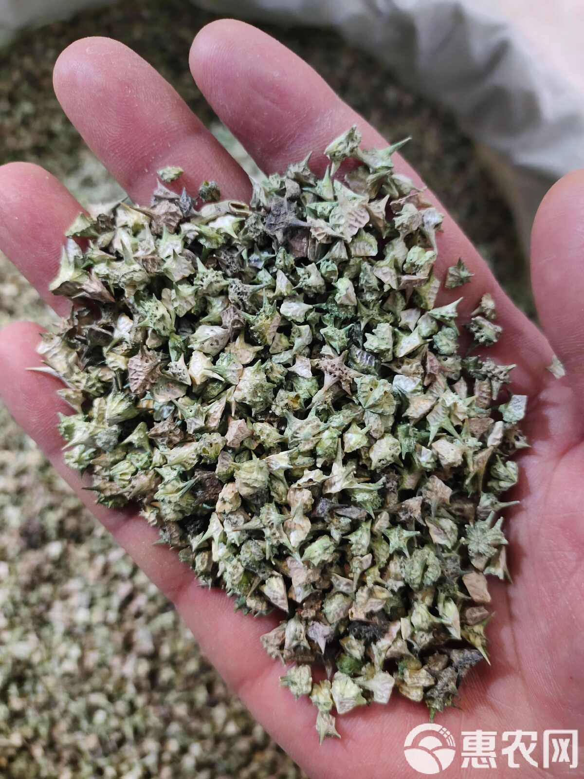 蒺藜最新价格揭秘，市场趋势与影响因素深度解析