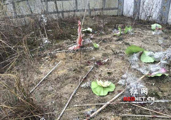 衡山最新案件，详细步骤指南以完成任务
