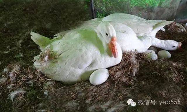 鹅蛋新鲜出炉，温馨日常的滋味