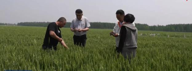 潍坊小麦价格动态，自然美景的心灵之旅探索