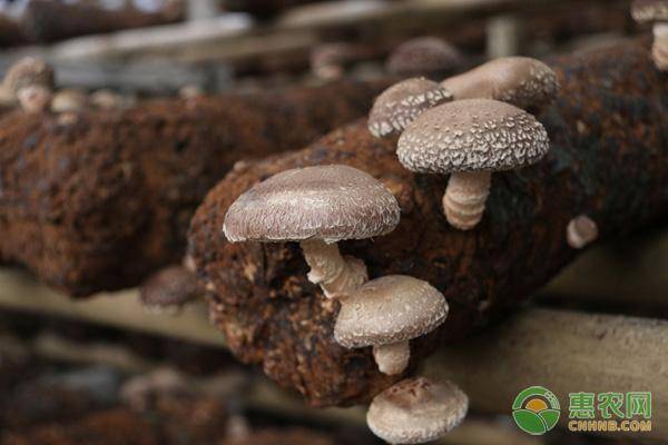 未来几年香菇行情预测及指南，趋势分析与展望