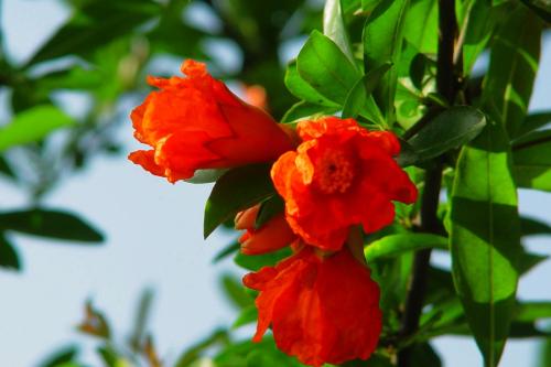 2017榴花最新信息,2017榴花最新信息