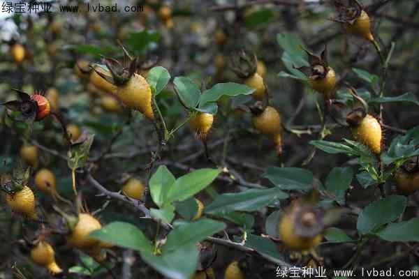 金樱子价格,金樱子价格，市场走势、品质差异与影响因素分析