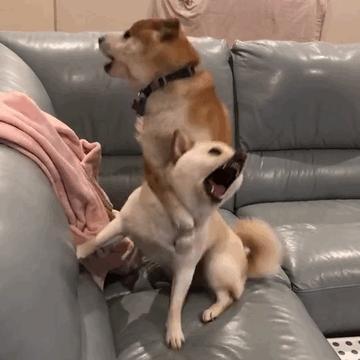 狗打架比赛，深度分析与阐述一种观点