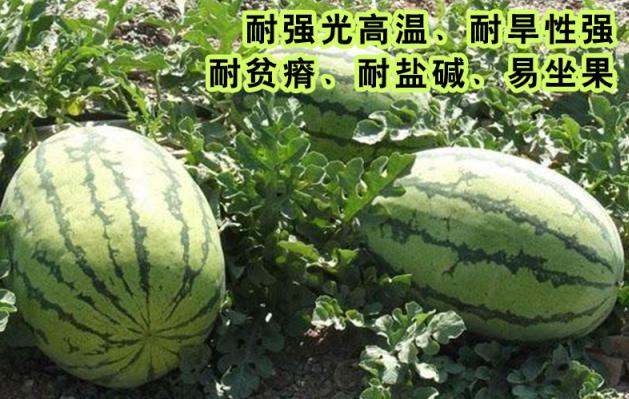 探索特色小店魅力，最新高科技隐藏在小巷中的宝藏