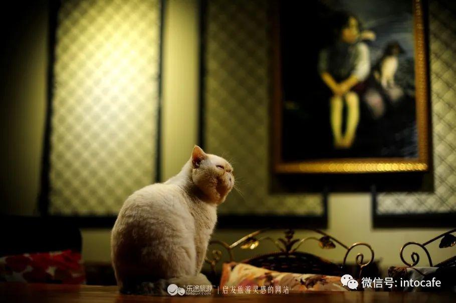 伊人最新猫咪，变化、学习与自信的力量展现魅力风采