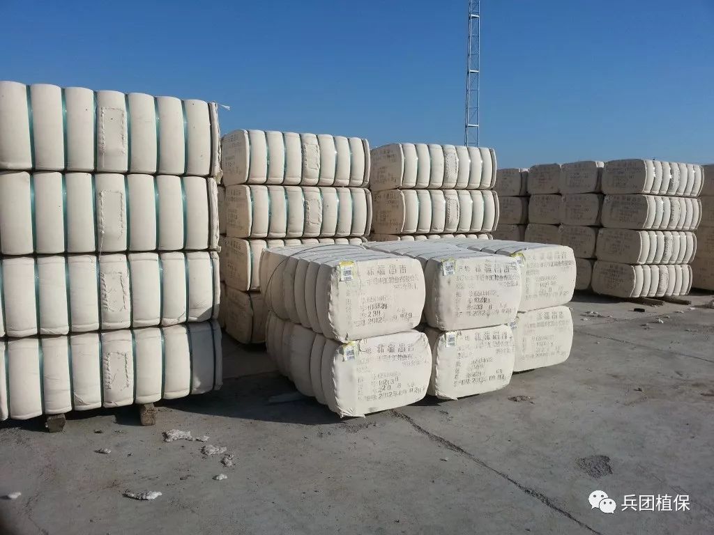 科技重塑农业价值，棉籽最新价格引领未来种植新纪元体验